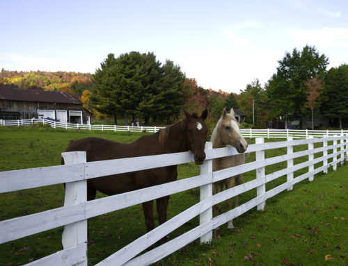 Protect Your Livestock with a Fence