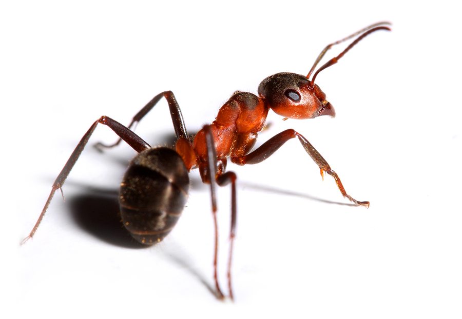 How Can We Prevent Pests and Bugs from Ruining Our Backyard?
