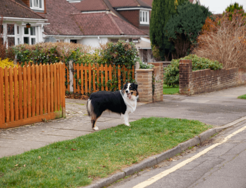 Safe Pet Fencing: Keep Your Furry Friends Secure