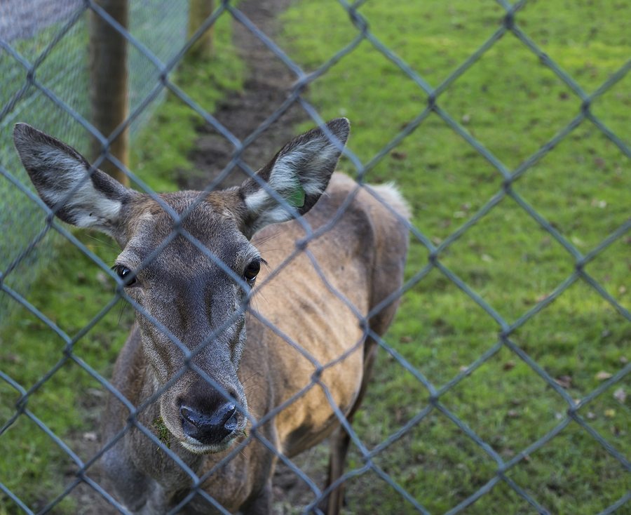 Chain Link Fences Fit Into Every Neighborhood