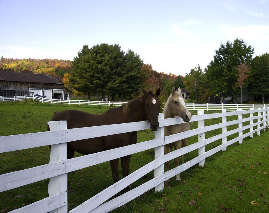 Protect Your Livestock with a Fence