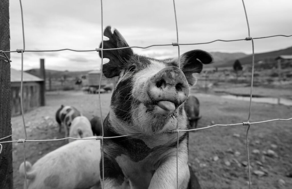 Farm Fencing Unleashed: Discover the Best Solutions