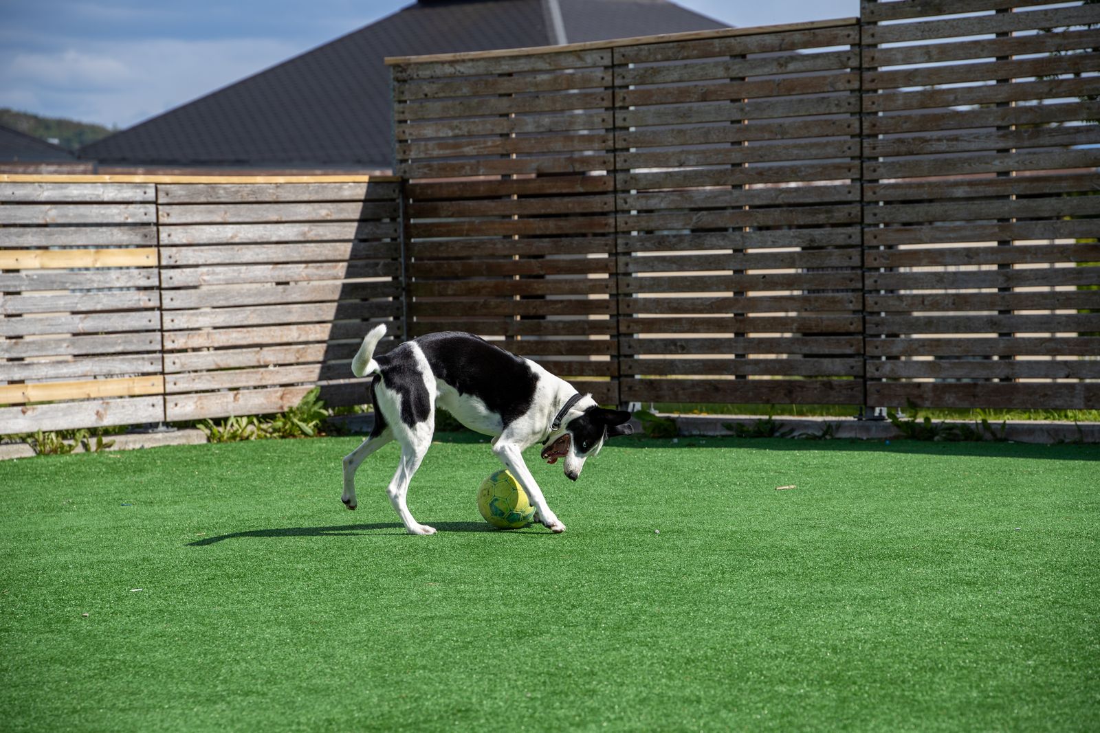 happy dog playing in fenced yard - dog fencing