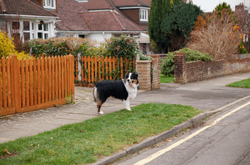 Safe Pet Fencing: Keep Your Furry Friends Secure