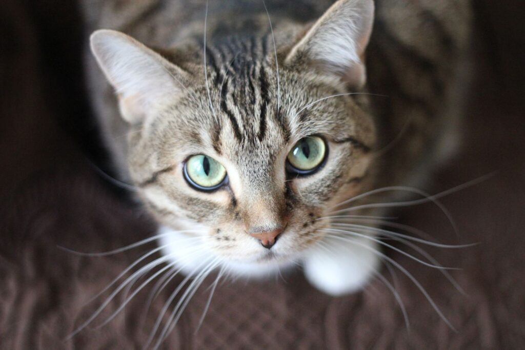 Feline Freedom: How Pet Safe Fences Can Protect Your Cat